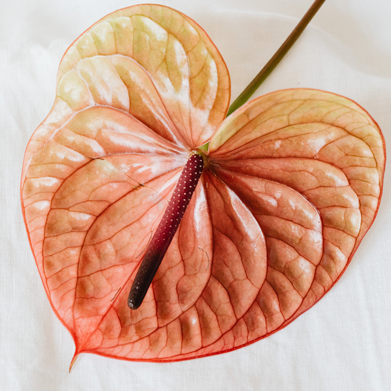 Anthurium pink and yellow flower on white fabric