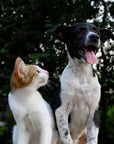 An orange and white cat looks at a black and white dog sitting outdoors.