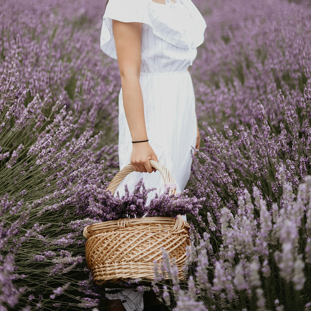 Woman in lavender field in white dress holding basket.